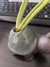 仟尚亿 创意绿萝水培植物玻璃透明养花花瓶插花容器花盆器皿桌面个性办公室家用室内客厅装饰小摆件 水培-小乌龟 实拍图