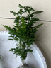 文竹苗大小文竹室内盆栽桌面花卉绿植花卉盆景 四季常青植物 小苗3棵4-8分叉 实拍图