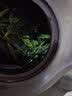 茗播安吉珍稀白茶明前茶2026新茶春茶 白茶125克【袋】送封口夹 实拍图
