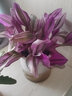 绿荫巷子紫露兰绿植盆栽桌面办公室内油画婚礼小绿色好易养活花卉水培植物 【油画婚礼】加厚款光汐盆 实拍图