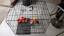 北鼻狗狗笼小中大型犬狗笼子猫笼带厕所加粗折叠宠物笼子柯基笼幼犬狗笼 白色加粗狗笼70*50*59【25斤内】 实拍图