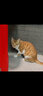 耀目猫粮成猫幼猫全阶段通用英短蓝猫深海鱼鱼肉猫食天然粮 【1-12月】幼猫专用4斤到手2袋 实拍图