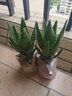 雅卉（YAHUI）盆栽苗含盆不夜城 库拉索芦荟盆 不夜城3年苗 不含盆 实拍图