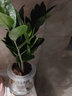 叹为观止室内水培土培懒人盆景植物清新空气办公室盆栽桌面 金钱树 玻璃盆 带盆栽好 实拍图