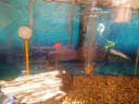 SOBO鱼缸氧气泵增氧泵 水族箱增氧机打氧加氧泵充氧泵制氧机 SB-988 四孔12W 气石套餐 实拍图