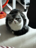 豆柴X向往的生活联名肠胃原动力猫粮系列铁胃套餐猫主粮2.5kg 实拍图