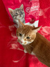 诺瑞【抢购发货】开饭乐诺瑞猫粮2.5kg牛油果美毛粮全期猫粮 成猫幼猫 实拍图
