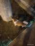 阿莫尔狗狗牵引绳小型犬遛狗绳猫绳子牵狗背带式牵引绳泰迪小狗宠物用品 蓝色绳【带胸背】 S (建议5-12斤内) 实拍图