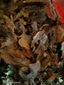 神芝王朝 核桃分心木茶500g 云南现剥薄皮核桃衣优选新货分心木特泡茶 2袋 实拍图