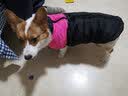 SLPC狗狗衣服中小型犬柯基泰迪保暖冬装博美小狗棉服马甲金毛大狗衣服 粉 3XL建议19到25斤 实拍图