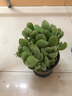 两腿跑【送货上门】三八节多肉植物带盆桌面盆栽组合绿植花卉幼儿园盆栽 熊童子(带盆栽好) 实拍图