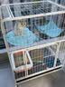 蔻丝【加粗方管】猫笼子大号家用猫窝别墅带厕所一体室内屋宠物猫笼 【带吊床】超大双层【78*55*100 【尊享款】猫砂盆+猫砂铲+玩乐款 实拍图