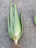 菜友库拉索芦荟带根新鲜芦荟苗绿植盆栽观叶植物 40厘米高1颗 不含盆 实拍图