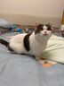 珍致（FancyFeast）猫咪零食瞄餐包35g猫湿粮软包成猫幼猫补充营养喵汤之吻补水鲜汤 35g*12包 精选鲣鱼和金枪鱼配方 实拍图