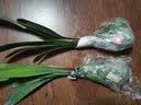 君子兰苗室内绿植花卉高档植物室内盆景兰花盆栽君子兰盆栽君子兰大小苗兰花苗 浅绿色 4到6片叶子 实拍图