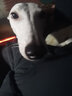 贡维狗粮格力灵缇惠比特细狗专用5斤成犬幼犬中型犬狗粮20斤40斤三拼 鸡肉味10kg 实拍图