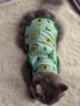 阿莫尔小狗狗猫咪衣服夏季薄款泰迪比熊博美背心宠物小型幼犬透气防掉毛 牛油果（夏季） M 建议5-7斤 背长28cm 实拍图