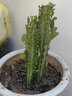 巴西龙骨 仙人柱  仙人掌大盆栽 紫青龙骨25-30cM左右(3-4头)一对 不含盆 实拍图