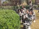 大轮车可调节中学小学生军训腰带男生女生高中迷彩裤带皮带儿童青少年用 3.2厘米宽迷彩军绿（教官推荐款） 85cm 50-100斤用 实拍图
