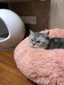 派乐特猫窝四季通用猫床狗窝冬季保暖猫床半封闭式安全感窝睡窝躲避屋XL 实拍图