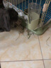 2021烘烤提摩西草兔子草粮荷兰猪牧草饲料北提豚鼠龙猫干草段500g 实拍图