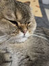 网易严选宠物猫犬通用SPA免洗手套玻尿酸钠宠物免洗手套 抽取式6片装 实拍图