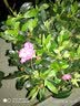玖枝苑 杜鹃花苗 四季开花带花苞发货盆栽花卉 室内客厅阳台绿色植物盆景 西玛杜鹃 四年苗（带花苞） 实拍图