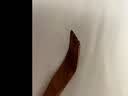 木居御浩堂 紫光檀乌木不求人痒痒挠实木老头乐挠痒痒器挠痒器挠背器抓痒挠 大叶黄花梨木45CM一支 实拍图