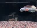 博特博特过滤棉鱼缸生化毯水族箱干湿分离魔术袋加厚羊绒棉高密度 羊绒棉100CM*40CM 实拍图