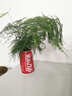 中梦花卉盆栽水培植物室内花绿植水养盆栽 文竹1棵 不含盆 实拍图