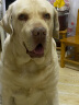 比瑞吉俱乐部系列大型犬成犬粮通用狗粮16kg金毛萨摩耶拉布拉多 晒单实拍图