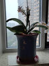 爵遇良品紫砂花盆特大号口径种树月季庭院落地客厅30以上发财树金钱树花盆 喜上眉梢 天蓝色 特大号 图示 实拍图