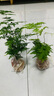 文竹盆栽植物室内办公室绿植花卉盆栽盆景四季常青小盆栽 中文竹【高25厘米】两盆 实拍图