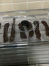 WMF福腾宝干果机小型水果食物风干机茶叶烘焙机家用食品电烘干机烘培自制肉干水果干 干果机 实拍图