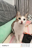 猫容德文卷毛猫衣服无毛宠物背心空调服高弹薄款猫猫咪春夏天睡衣服 活力橙 XS(1-2斤) 实拍图