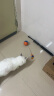 KimPets猫玩具自嗨解闷消耗体力老鼠逗猫棒猫运动电动自动逗猫球猫咪用品 蓝橙色 晒单实拍图