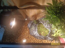 爬将军 乌龟缸特大号 玻璃造景晒台草龟大型养龟箱盆别墅家用生态龟缸 40cm缸【餐三】双流水晒台13件套 实拍图