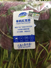东升 【39.9选4】有机生菜300g 有机蔬菜 火锅食材广东源头直发 实拍图