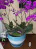 裕轩堂欧式花盆陶瓷高款客厅室外阳台绿植家用室内阳台带托盘特大号兰花 7450000亚白含塑料托盘 特大 实拍图