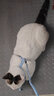华元宠具（hoopet）猫咪牵引绳防挣脱外出专用遛猫绳子溜猫链子宠物胸背带可调节背心 雾霾蓝-工字防挣脱 中号-建议体重5-7斤内 实拍图