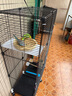 蔻丝鸟笼鹦鹉笼子大号家用虎皮玄凤鹦鹉新型豪华别墅珍珠绣眼八哥专用 移动大别墅【74*37*117】7件套 实拍图