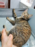 猫太郎猫条猫零食成幼猫主食毛条猫条湿粮猫咪零食混合装120支 实拍图