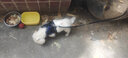 SLPC狗狗胸背带牵引绳小型犬泰迪背心式遛狗绳反光透气小狗背带狗绳子 藏青 S（适合3-6斤） 实拍图