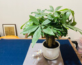 绿荫巷子发财树盆栽室内客厅桌面绿植小盆景三杆发财树苗招财树植物花卉 【现代花形瓷盆】3连杆+石子 实拍图