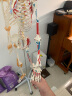 ENOVO颐诺170CM人体骨骼模型肌肉起止点韧带骨架标本医学教学演示人体骨架全科住院医师培训医学用 晒单实拍图