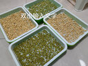 朵咔园艺水培蔬菜豆芽菜发芽盆芽苗菜育苗托盘无土栽培设备豆苗种植芽菜 【升级款】4带盖保温盘+4包种+壶 实拍图