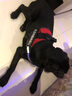 驭兽 狗绳柯基柴犬法斗金毛胸背带牵引绳中小型犬遛狗绳狗链 红色 L号(建议40-60斤 ) 实拍图