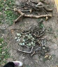 灭树粉专杀大i树烂根除树杀死大i树根药水腐蚀剂灭烂根粉强力凼祡 单瓶【试用装】 实拍图