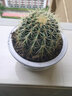 金虎狂刺仙人球盆栽植物绿植金虎超盆栽大盆栽办公室仙人掌 直径10厘米左右 含盆塑料 实拍图