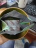 天福茗茶2024新茶早春龙井绿茶一级绿茶茶叶罐装100克 实拍图